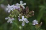 Taubenkropf - Silene baccifera