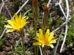 : - Agoseris parviflora