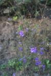 Gewöhnlicher Feldrittersporn - Consolida regalis