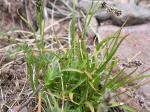 Ähren-Hainsimse - Luzula spicata
