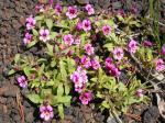 : - Mimulus nanus