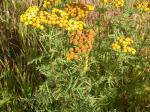 Rainfarn - Tanacetum vulgare