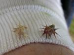: - Cenchrus longispinus