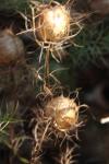 Echter Schwarzkümmel - Nigella sativa