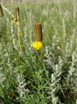 : - Ratibida columnifera