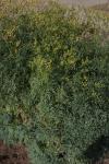 Weinraute - Ruta graveolens