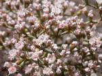 Flaumiger Wollknöterich - Eriogonum microtheca
