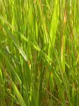 Kriech-Quecke-Elymus repens