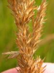 Moor-Reitgras-Calamagrostis stricta