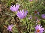 : - Machaeranthera canescens