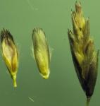 : - Tridens flavus