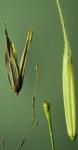 Tuscarorareis - Zizania palustris
