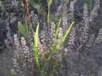 Steppen-Steinkraut-Alyssum desertorum