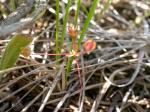 Langgestielter Mannsschild - Androsace occidentalis