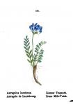 Lienz-Tragant - Astragalus leontinus