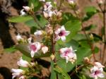 Hundsgift - Apocynum androsaemifolium
