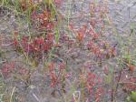 Mittlerer Sonnentau - Drosera intermedia