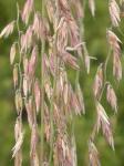 : - Bouteloua curtipendula