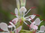 : - Gaura coccinea