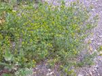 Strahllose Kamille - Matricaria matricarioides