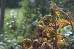 Königsfarn - Osmunda regalis