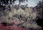 : - Acacia acradenia
