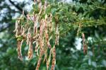: - Acacia cultriformis