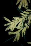 : - Acacia floribunda