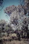 : - Acacia harpophylla