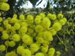 Gold-Akazie - Acacia pycnantha