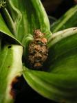 : - Rohdea japonica