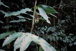 : - Alpinia arctiflora