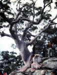 : - Angophora costata