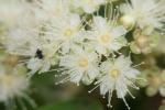 Zitronenmyrte - Backhousia citriodora