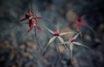 : - Caladenia decora