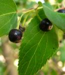 : - Aristotelia chilensis