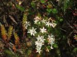 : - Calytrix tetragona