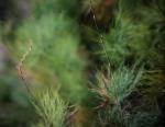 : - Caustis pentandra