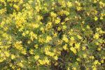 : - Chrysanthemoides monilifera