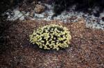 : - Conostylis setigera