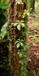 : - Cissus striata