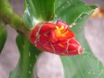 : - Costus pulverulentus