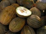 Zuckermelone - Cucumis melo