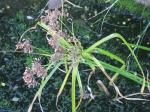 Frischgrünes Zypergras - Cyperus eragrostis