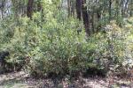 Breitblättrige Bittererbse - Daviesia latifolia