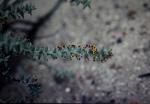 : - Daviesia pachyphylla