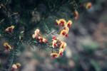 : - Dillwynia cinerascens