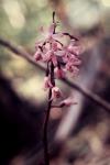 : - Dipodium roseum
