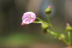 : - Drosera auriculata