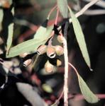 :-Eucalyptus angulosa